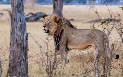 Teaming Up with CecilTheLion.org for a Safari of a Lifetime