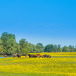 Horses in a field in Lonjsko Polje Nature Park in Central Croatia