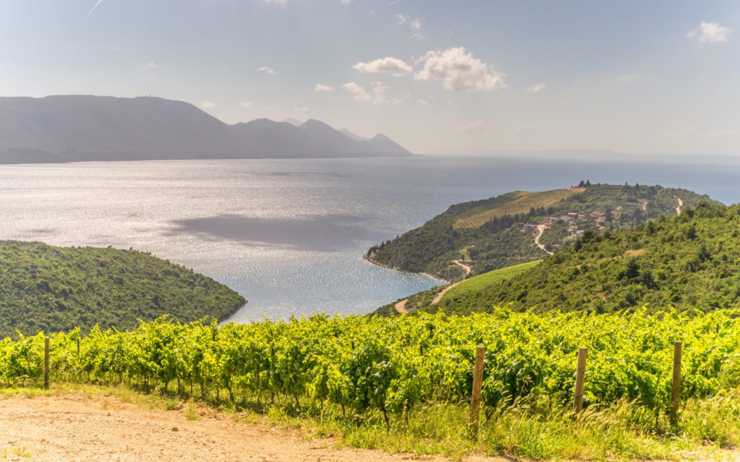 Sip and Savor: The Ultimate Guide to Dalmatia Wine