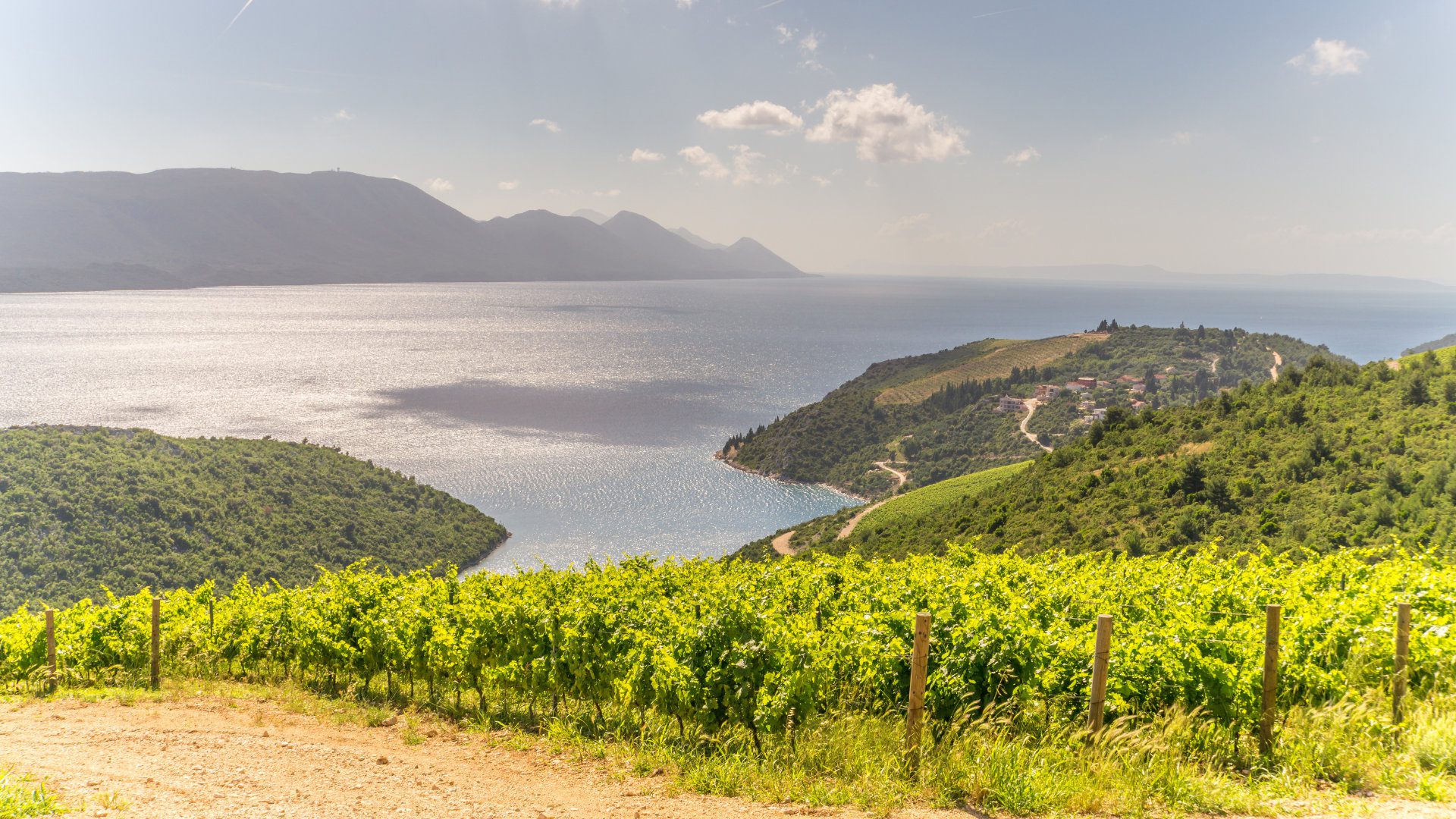 Rolling hills with vineyards and the Adriatic Sea in the background in Dalmatia wine region