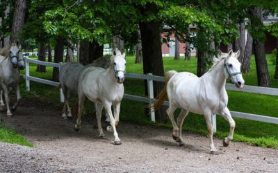 Lipica Horse Farm