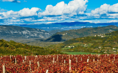 Istrian Wine – Savoring the Taste of Tradition