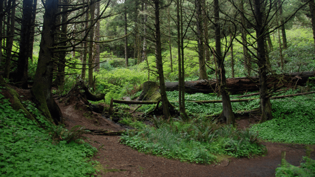 Krokar Primeval Forest, one of the best hikes in Slovenia 