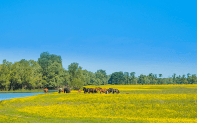 Unveiling Central Croatia: Nature, History, and Local Delights