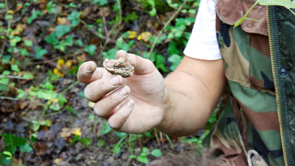 Truffle hunting in October in Croatia 