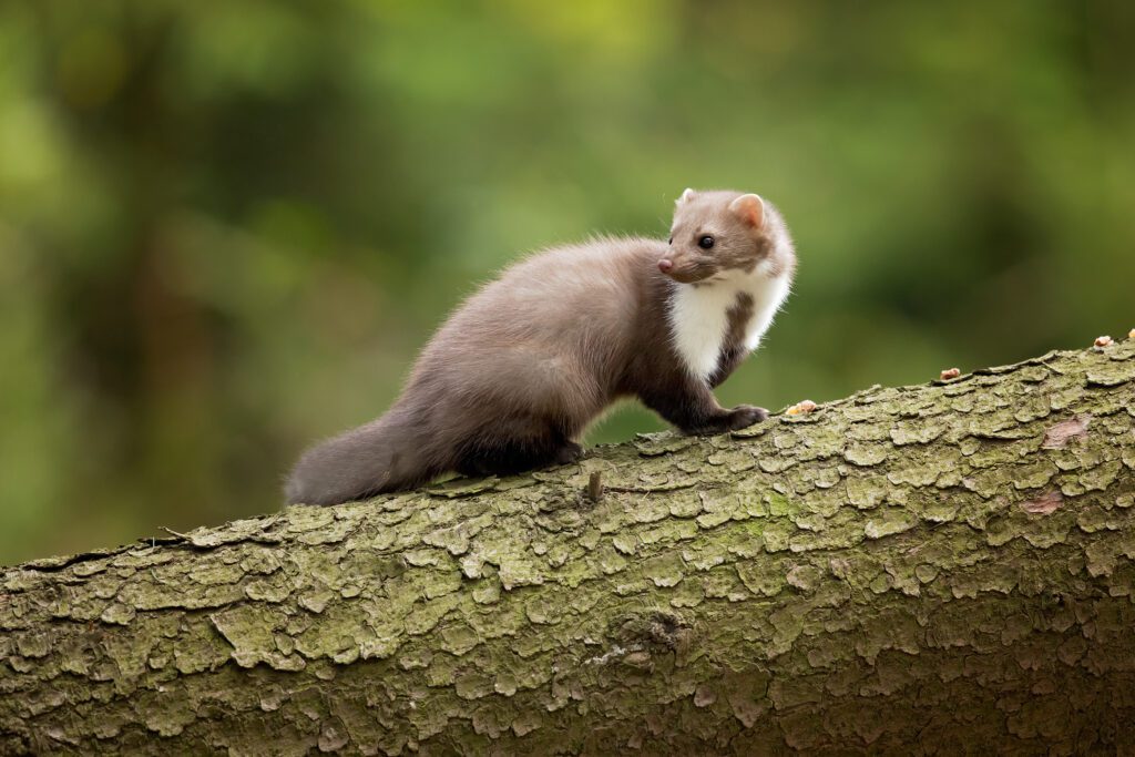 Croatian Marten the name behind the Kuna 