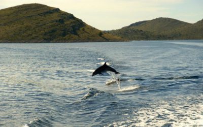 The Wilder Side of Croatia! Exploring the Vast Wildlife in Croatia