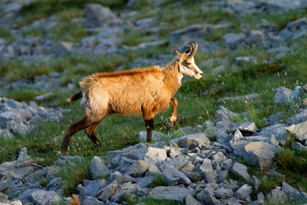 wildlife in Croatia - chamois