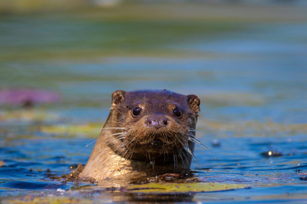 wildlife in Croatia - Eurasian Otter