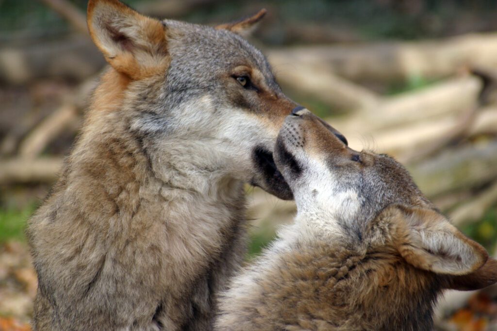 wildlife in Croatia - gray wolf